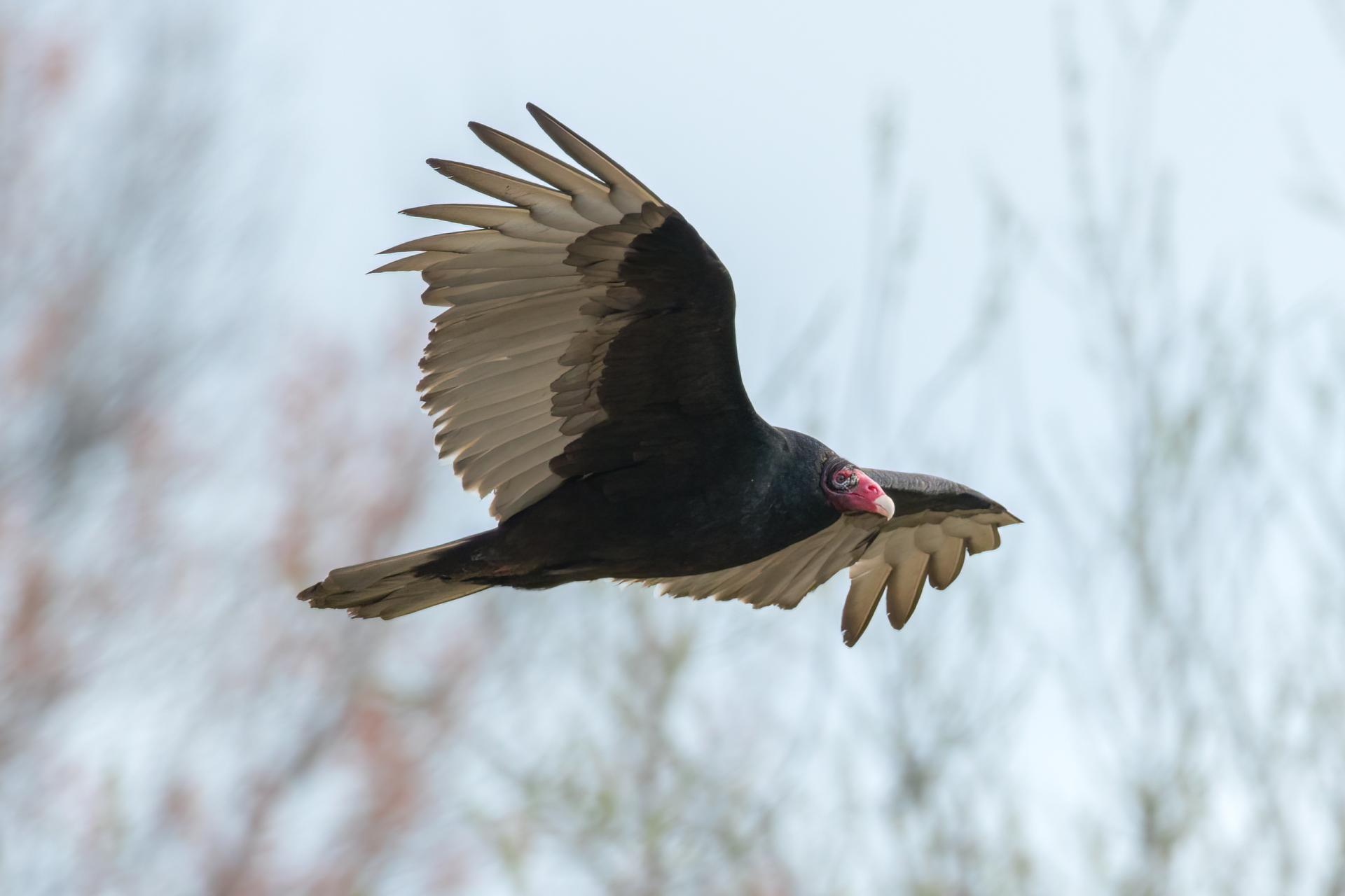 urubu-a-tete-rouge-turkey vulture